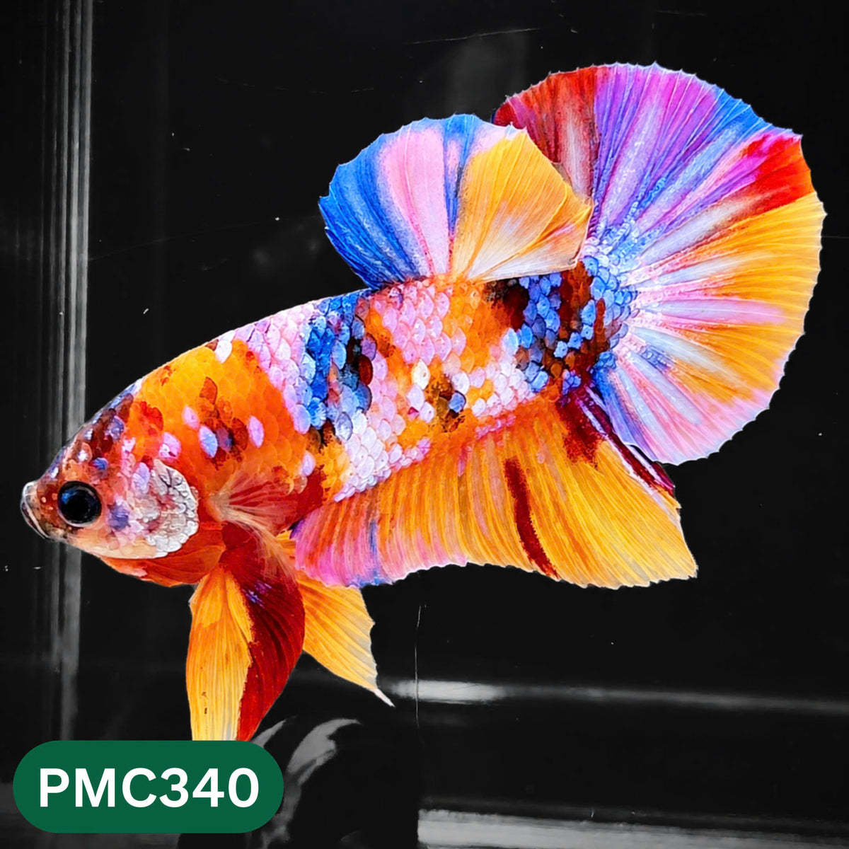 Multicolor Plakat Male Betta Fish | Show Grade |  You Pick Fish
