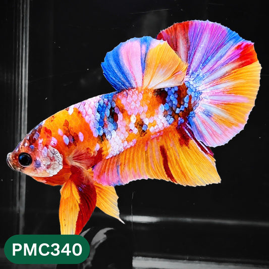 Multicolor Plakat Male Betta Fish | Show Grade |  You Pick Fish