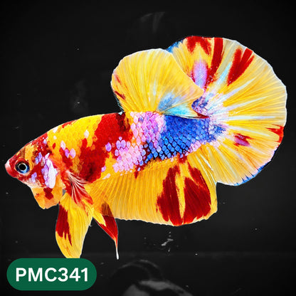 Multicolor Plakat Male Betta Fish | Show Grade |  You Pick Fish