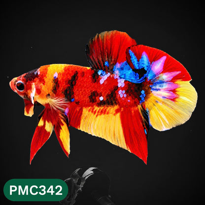 Multicolor Plakat Male Betta Fish | Show Grade |  You Pick Fish