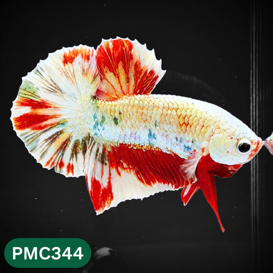 Multicolor Plakat Male Betta Fish | Show Grade |  You Pick Fish