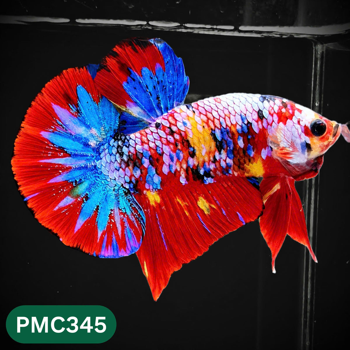 Multicolor Plakat Male Betta Fish | Show Grade |  You Pick Fish