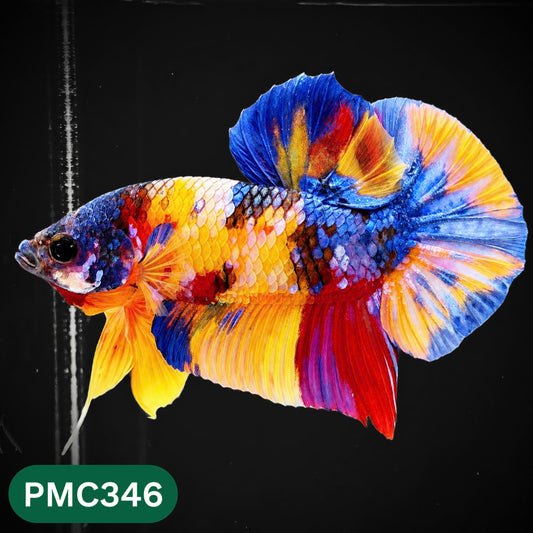Multicolor Plakat Male Betta Fish | Show Grade |  You Pick Fish