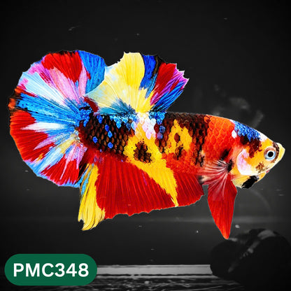 Multicolor Plakat Male Betta Fish | Show Grade |  You Pick Fish