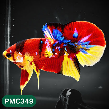 Multicolor Plakat Male Betta Fish | Show Grade |  You Pick Fish