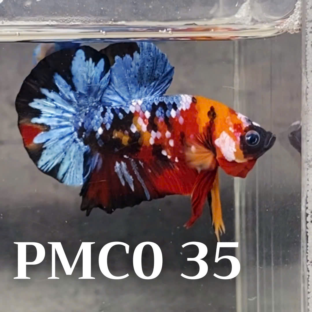 Multicolor Plakat Male Betta Fish |Show Grade|  You Pick Fish