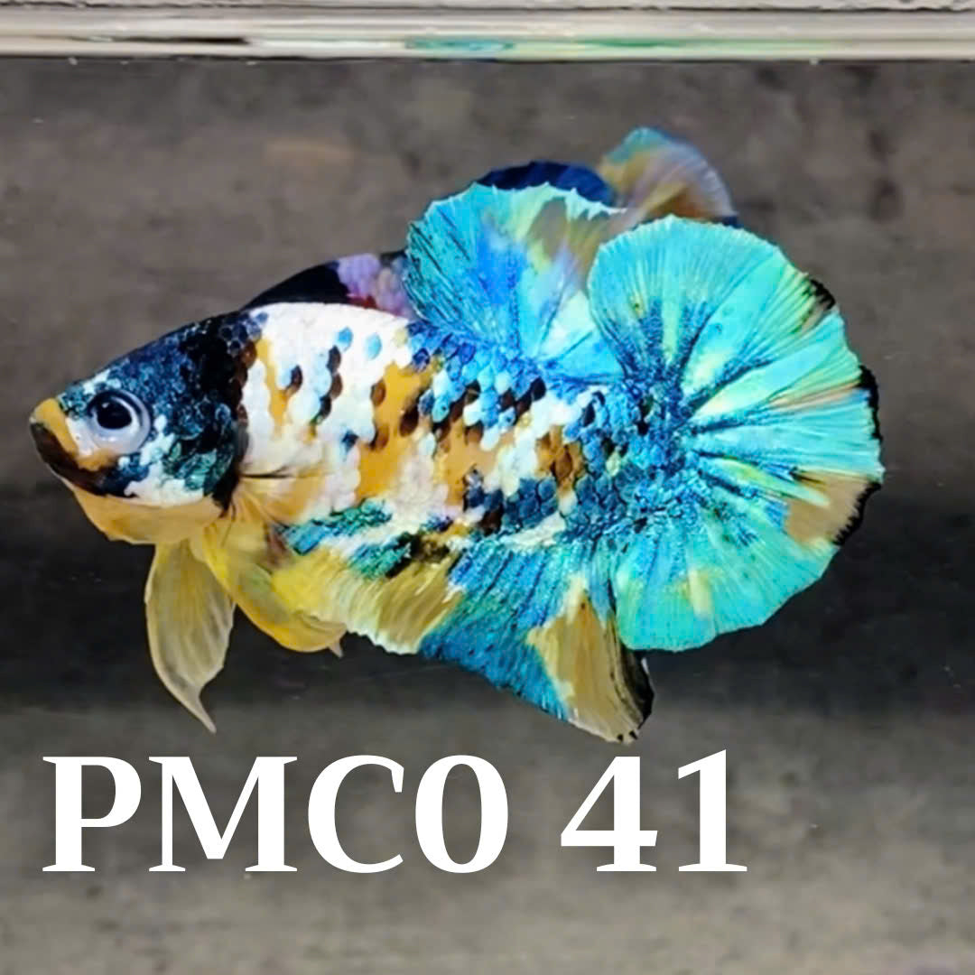 Multicolor Plakat Male Betta Fish |Show Grade|  You Pick Fish