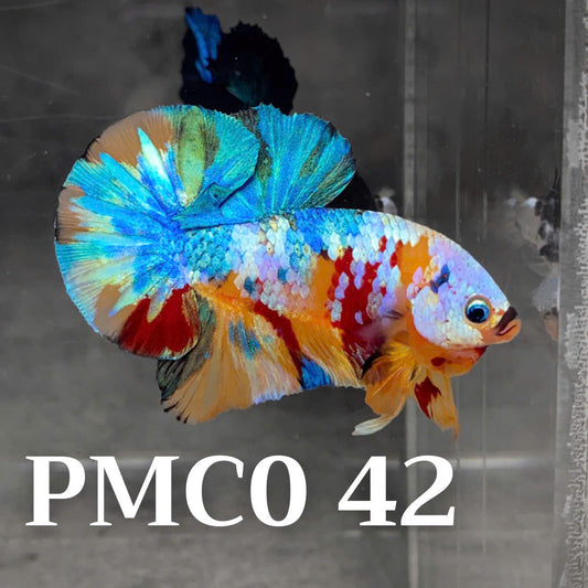 Multicolor Plakat Male Betta Fish |Show Grade|  You Pick Fish