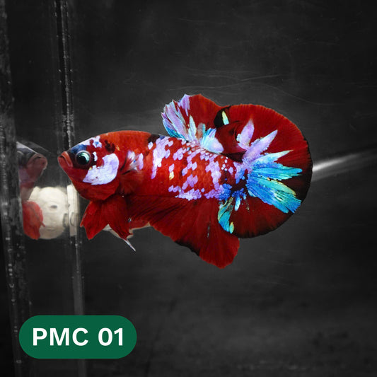 Multicolor Plakat Male Betta Fish |Show Grade|  You Pick Fish