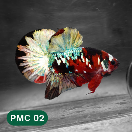 Multicolor Plakat Male Betta Fish |Show Grade|  You Pick Fish