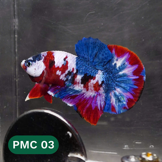 Multicolor Plakat Male Betta Fish |Show Grade|  You Pick Fish