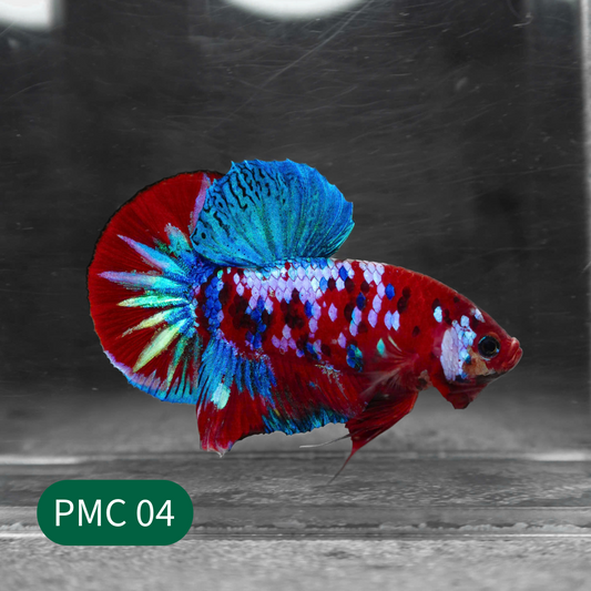 Multicolor Plakat Male Betta Fish |Show Grade|  You Pick Fish