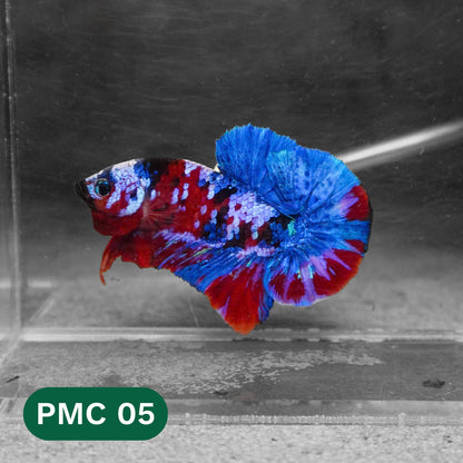 Multicolor Plakat Male Betta Fish |Show Grade|  You Pick Fish