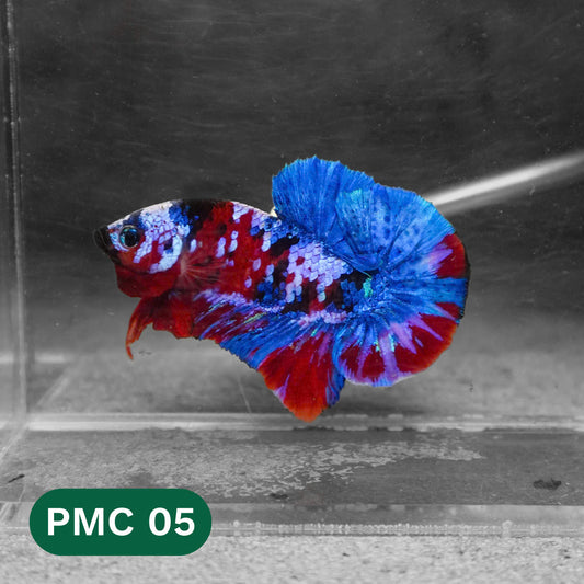 Multicolor Plakat Male Betta Fish |Show Grade|  You Pick Fish