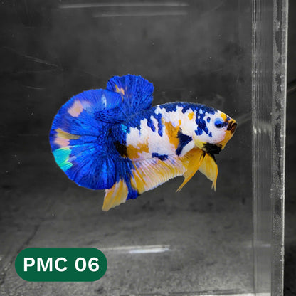 Multicolor Plakat Male Betta Fish |Show Grade|  You Pick Fish