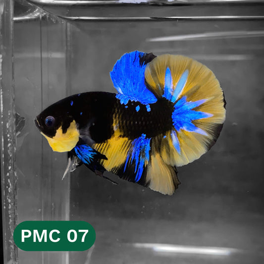 Multicolor Plakat Male Betta Fish |Show Grade|  You Pick Fish