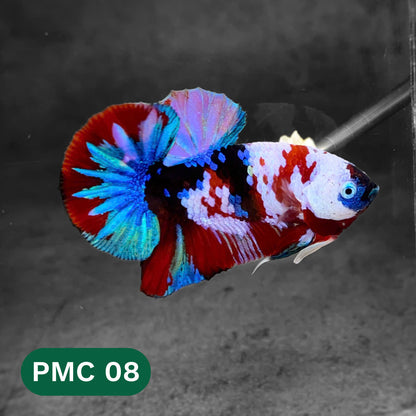 Multicolor Plakat Male Betta Fish |Show Grade|  You Pick Fish