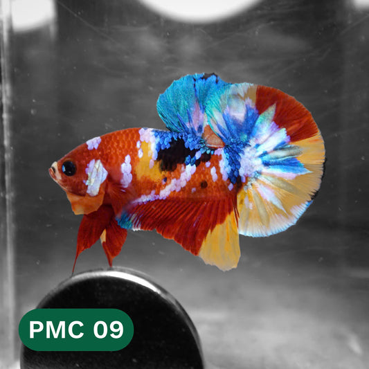 Multicolor Plakat Male Betta Fish |Show Grade|  You Pick Fish