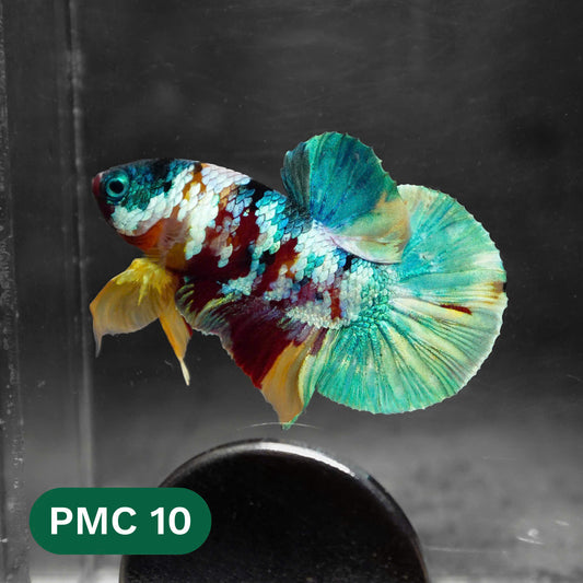 Multicolor Plakat Male Betta Fish |Show Grade|  You Pick Fish