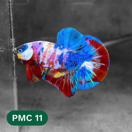 Multicolor Plakat Male Betta Fish |Show Grade|  You Pick Fish