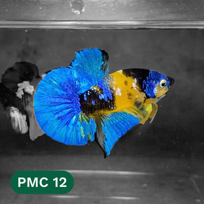 Multicolor Plakat Male Betta Fish |Show Grade|  You Pick Fish