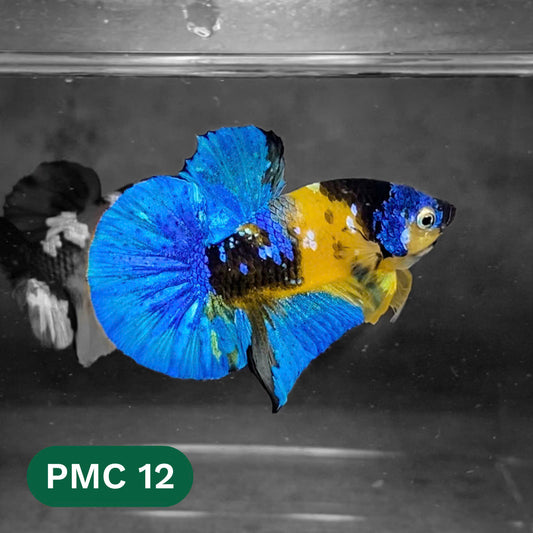 Multicolor Plakat Male Betta Fish |Show Grade|  You Pick Fish