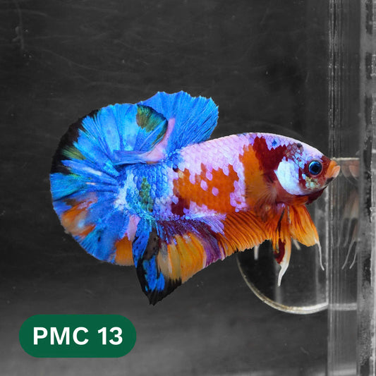 Multicolor Plakat Male Betta Fish |Show Grade|  You Pick Fish