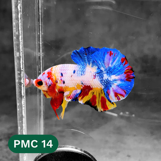 Multicolor Plakat Male Betta Fish |Show Grade|  You Pick Fish