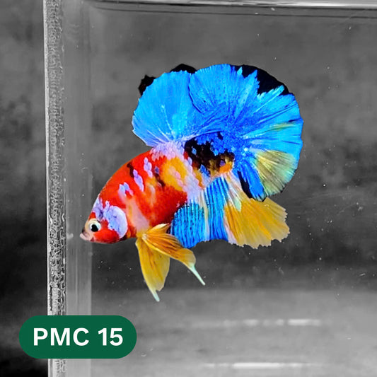 Multicolor Plakat Male Betta Fish |Show Grade|  You Pick Fish