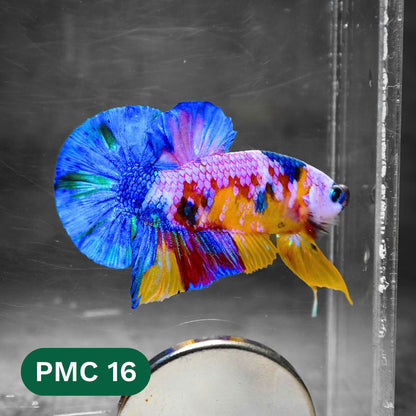 Multicolor Plakat Male Betta Fish |Show Grade|  You Pick Fish