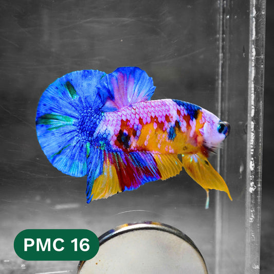 Multicolor Plakat Male Betta Fish |Show Grade|  You Pick Fish