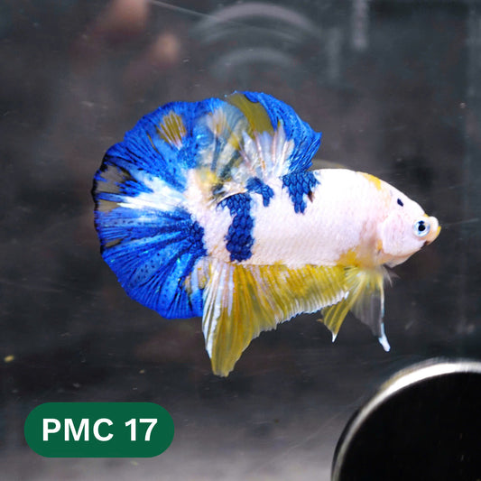 Multicolor Plakat Male Betta Fish |Show Grade|  You Pick Fish