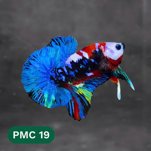 Multicolor Plakat Male Betta Fish |Show Grade|  You Pick Fish