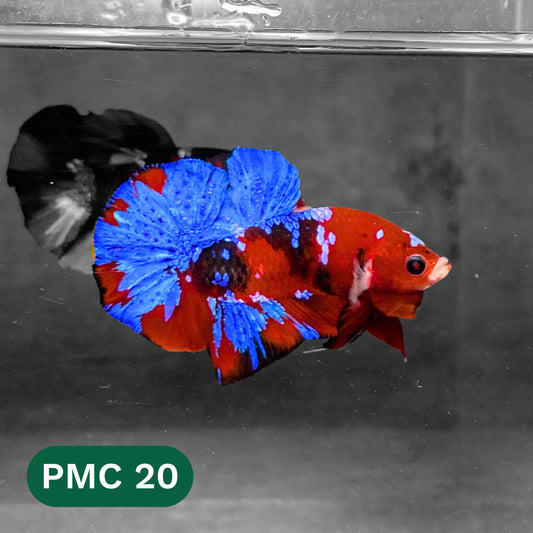 Multicolor Plakat Male Betta Fish |Show Grade|  You Pick Fish