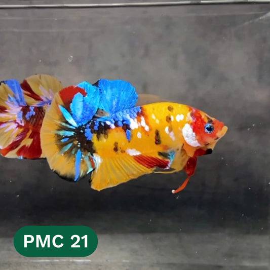 Multicolor Plakat Male Betta Fish |Show Grade|  You Pick Fish