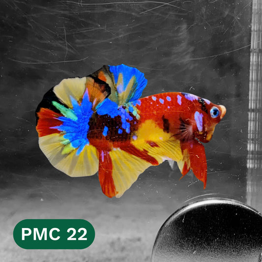 Multicolor Plakat Male Betta Fish |Show Grade|  You Pick Fish