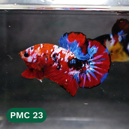 Multicolor Plakat Male Betta Fish |Show Grade|  You Pick Fish