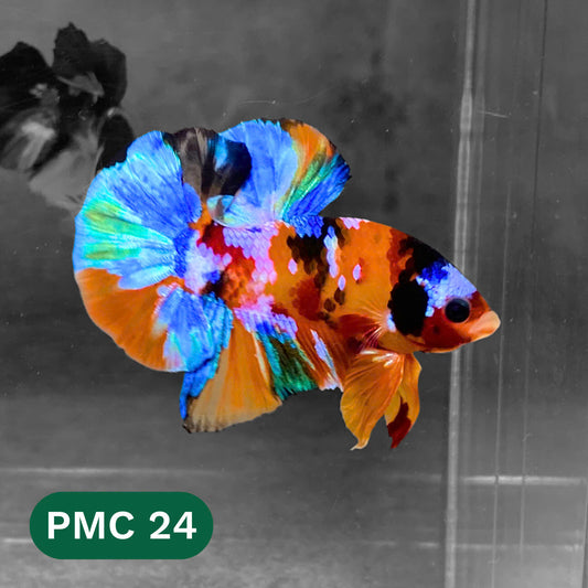 Multicolor Plakat Male Betta Fish |Show Grade|  You Pick Fish