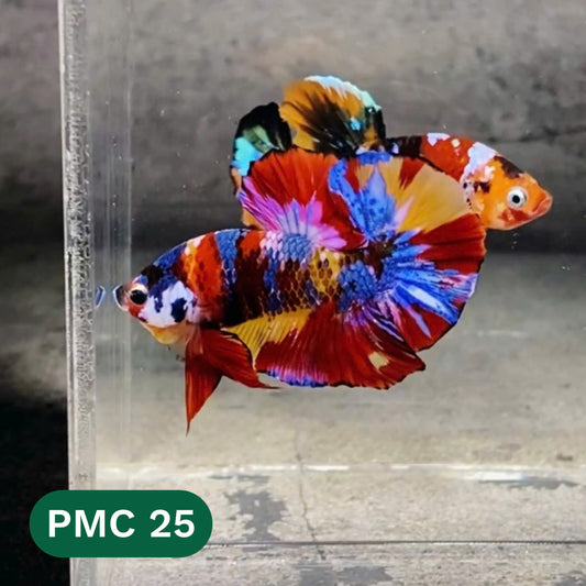 Multicolor Plakat Male Betta Fish |Show Grade|  You Pick Fish