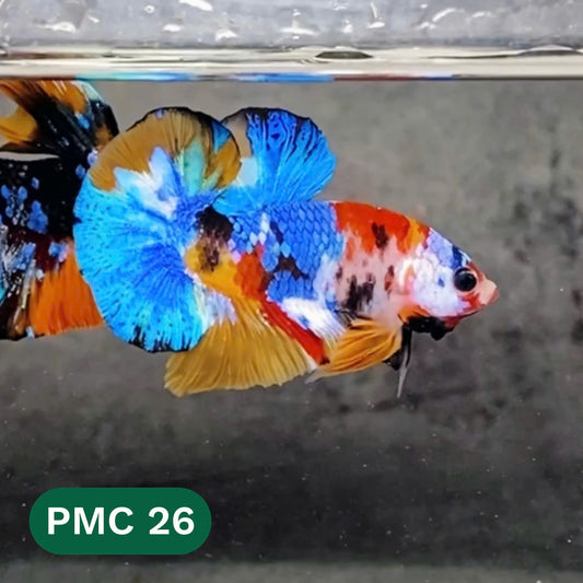Multicolor Plakat Male Betta Fish |Show Grade|  You Pick Fish