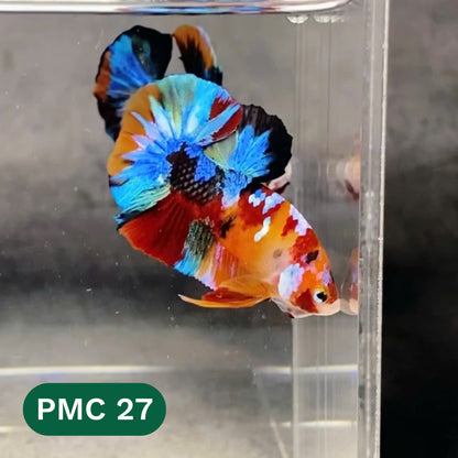 Multicolor Plakat Male Betta Fish |Show Grade|  You Pick Fish