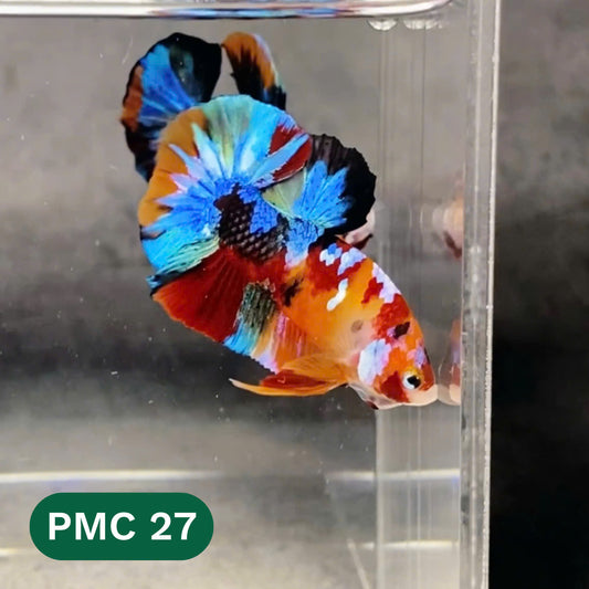 Multicolor Plakat Male Betta Fish |Show Grade|  You Pick Fish