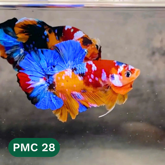 Multicolor Plakat Male Betta Fish |Show Grade|  You Pick Fish