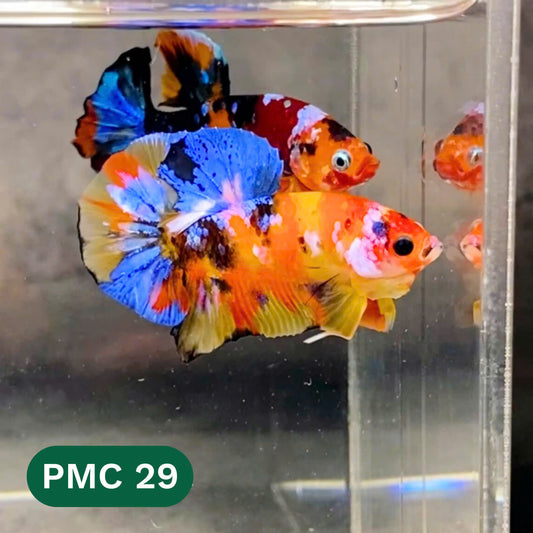 Multicolor Plakat Male Betta Fish |Show Grade|  You Pick Fish