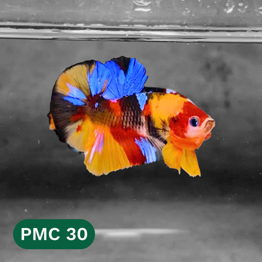 Multicolor Plakat Male Betta Fish |Show Grade|  You Pick Fish