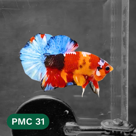 Multicolor Plakat Male Betta Fish |Show Grade|  You Pick Fish