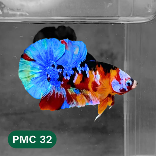 Multicolor Plakat Male Betta Fish |Show Grade|  You Pick Fish