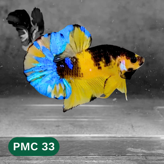 Multicolor Plakat Male Betta Fish |Show Grade|  You Pick Fish