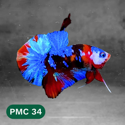 Multicolor Plakat Male Betta Fish |Show Grade|  You Pick Fish