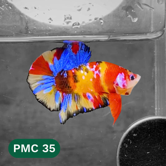 Multicolor Plakat Male Betta Fish |Show Grade|  You Pick Fish